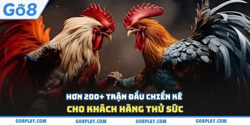 Hơn 200+ trận đấu chiến kê cho khách hàng thử sức