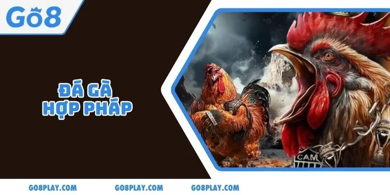 Đá Gà Hợp Pháp: Thử Sức Với Hơn 200+ Trận Đấu/Ngày