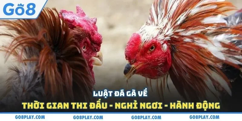 Luật đá gà về thời gian thi đấu - nghỉ ngơi - hành động