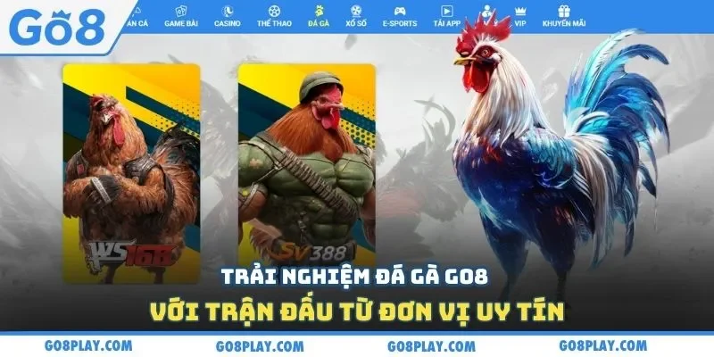 Trải nghiệm đá gà Go8 với trận đấu từ đơn vị uy tín