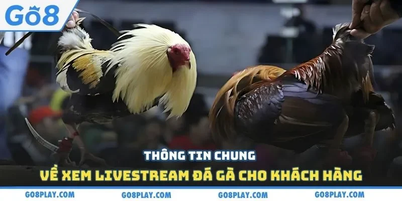 Thông tin chung về xem livestream đá gà cho khách hàng