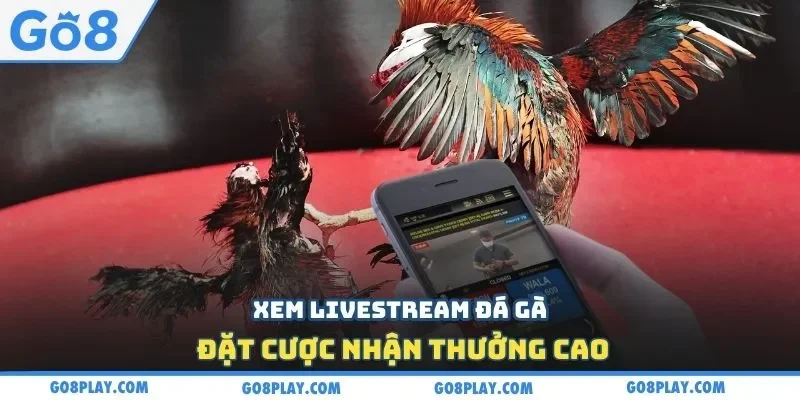 Xem livestream đá gà, đặt cược nhận thưởng cao